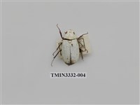 藏品(大白金龜)的圖片